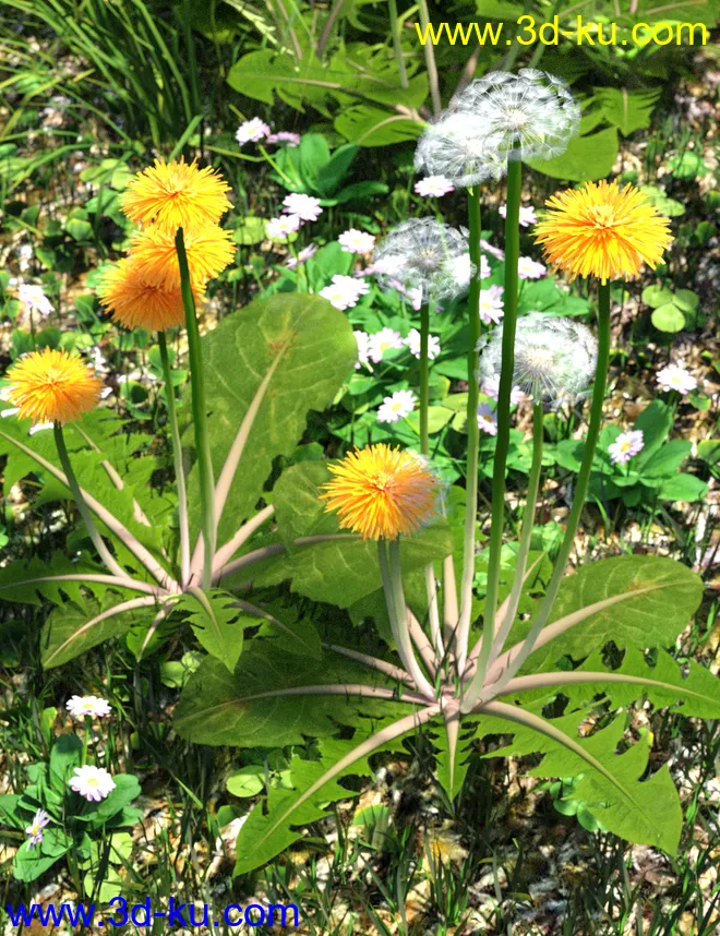 Dandelions - Grassland and Lawn Plants and Seeds模型的图片3