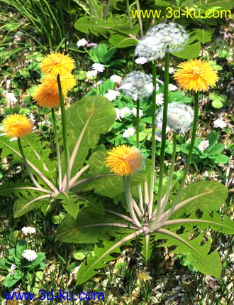 3D打印模型Dandelions - Grassland and Lawn Plants and Seeds的图片