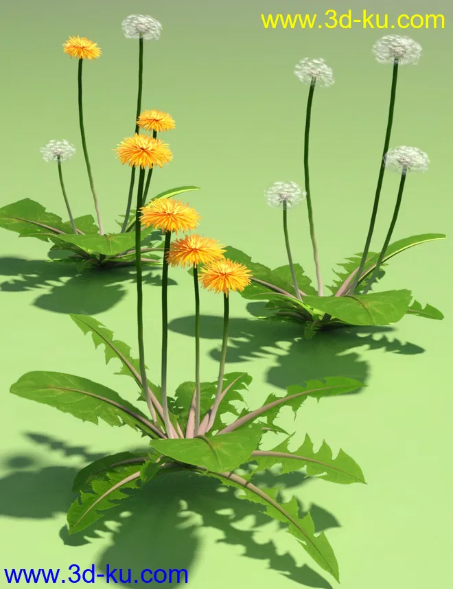 Dandelions - Grassland and Lawn Plants and Seeds模型的图片5