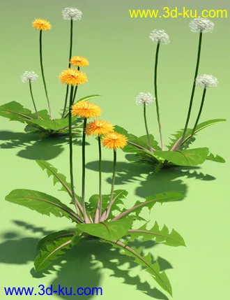 3D打印模型Dandelions - Grassland and Lawn Plants and Seeds的图片