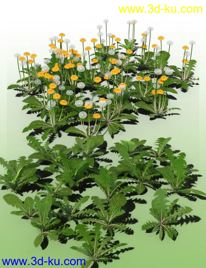 Dandelions - Grassland and Lawn Plants and Seeds模型的图片6