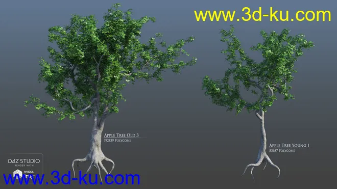 European Trees模型的图片3