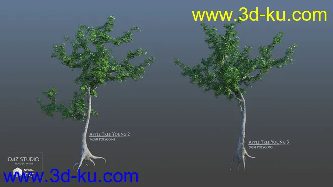 European Trees模型的图片4