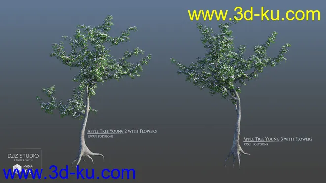 European Trees模型的图片7