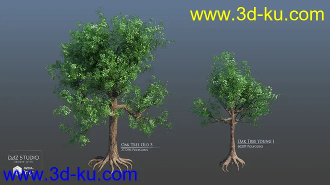 European Trees模型的图片11