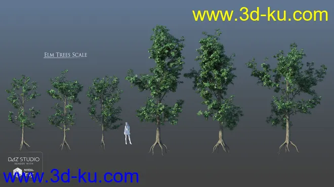 European Trees模型的图片14