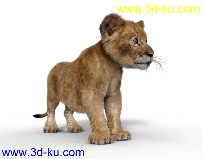 Felidae by AM - Kimbo the Lion Cub模型的图片2