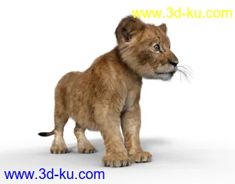 3D打印模型Felidae by AM - Kimbo the Lion Cub的图片