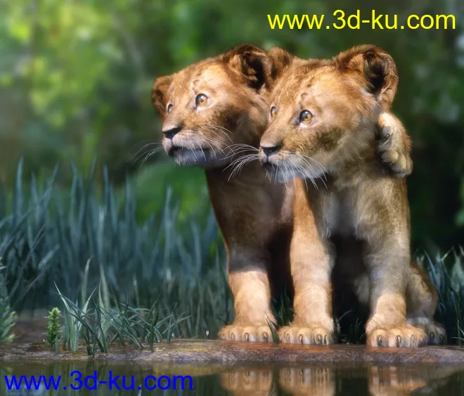 Felidae by AM - Kimbo the Lion Cub模型的图片3