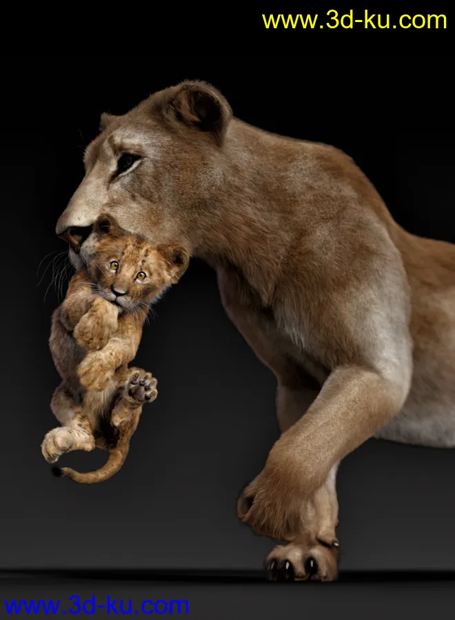 Felidae by AM - Kimbo the Lion Cub模型的图片5