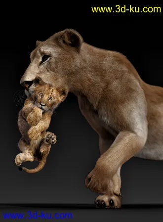 3D打印模型Felidae by AM - Kimbo the Lion Cub的图片