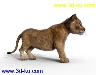 3D打印模型Felidae by AM - Kimbo the Lion Cub的图片