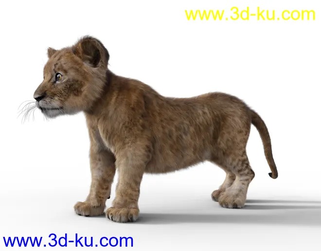 Felidae by AM - Kimbo the Lion Cub模型的图片8