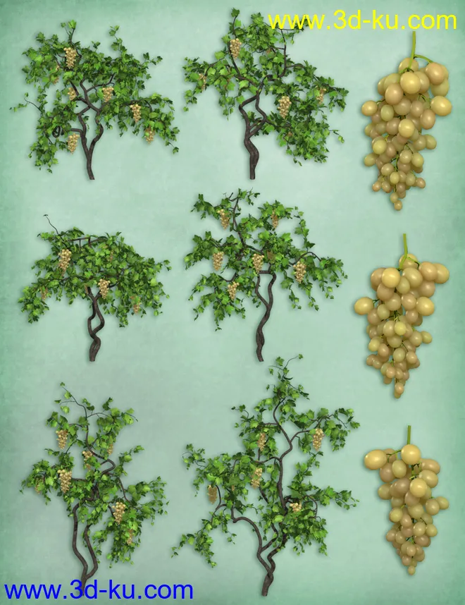 Grapevines模型的图片7