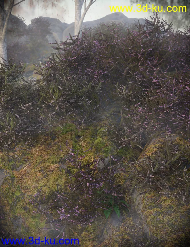 Heather - Heath and Moorland Plants for Daz Studio模型的图片1