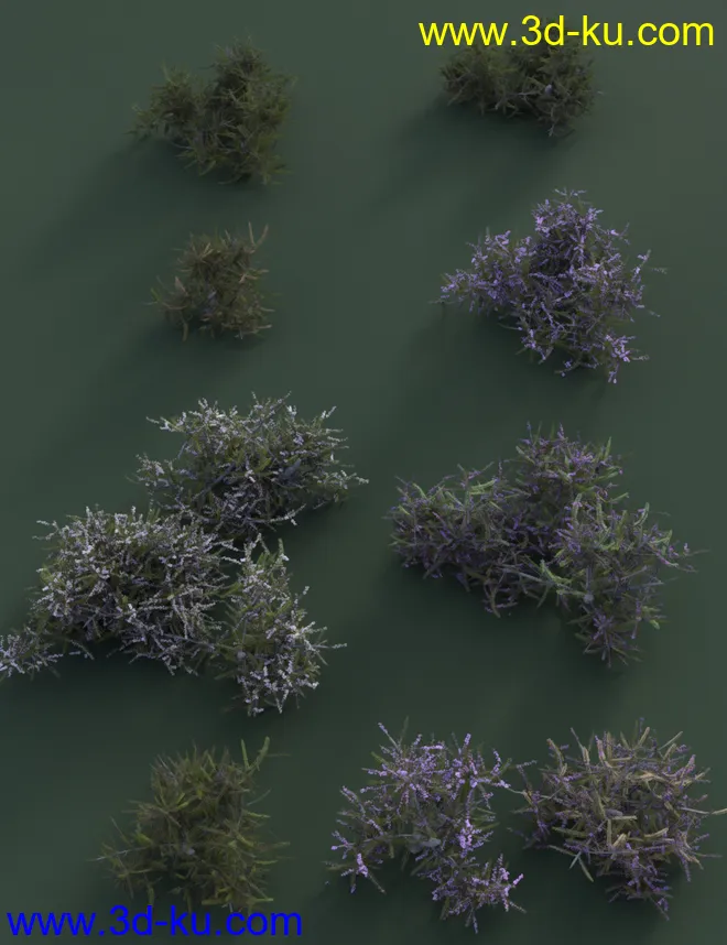Heather - Heath and Moorland Plants for Daz Studio模型的图片4