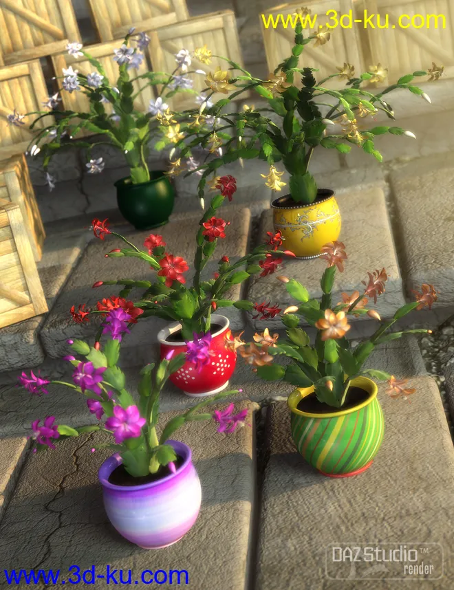Holiday Cactus模型的图片1
