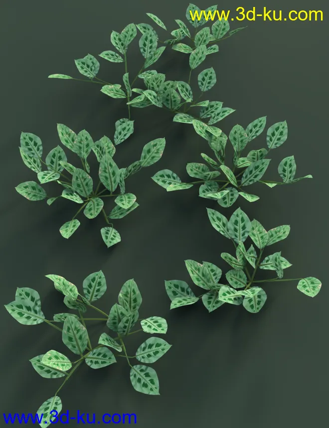 Tropical Plants Vol 4 - House Plants模型的图片8