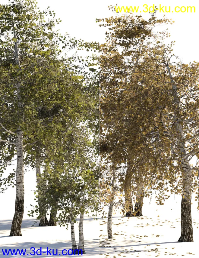 v176 Iray Birch Trees模型的图片1