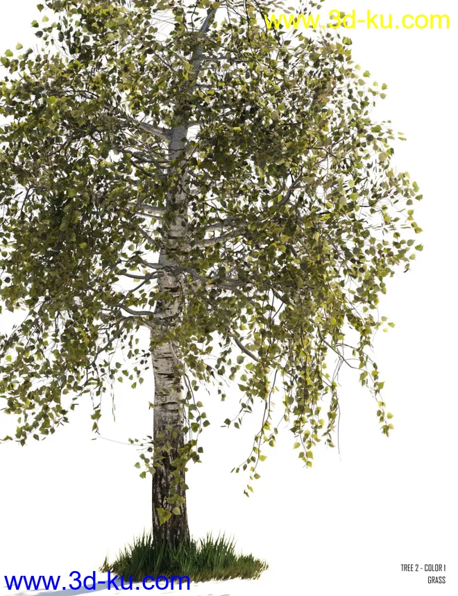 v176 Iray Birch Trees模型的图片3