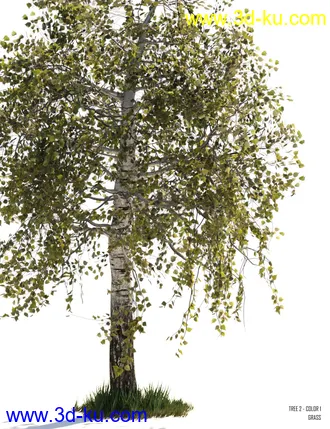 3D打印模型v176 Iray Birch Trees的图片