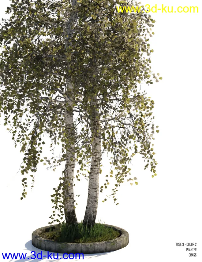 v176 Iray Birch Trees模型的图片4