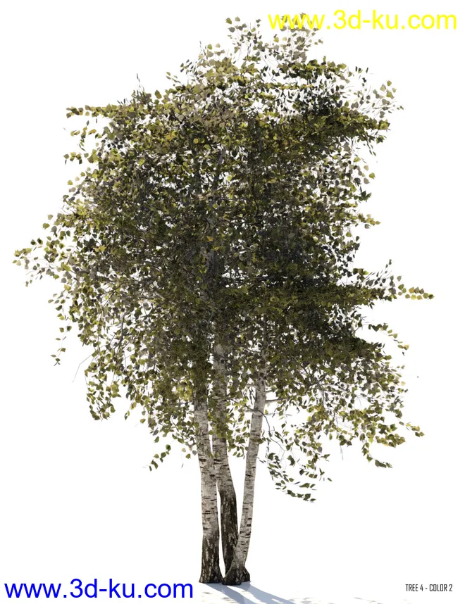 v176 Iray Birch Trees模型的图片5