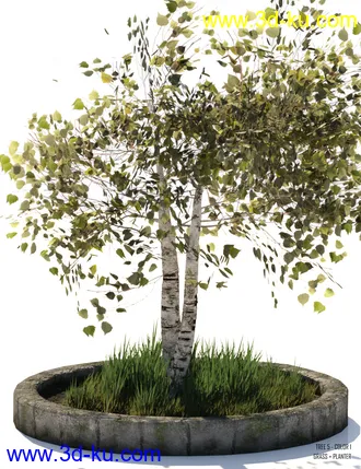 3D打印模型v176 Iray Birch Trees的图片