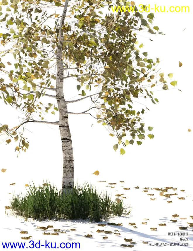 v176 Iray Birch Trees模型的图片7