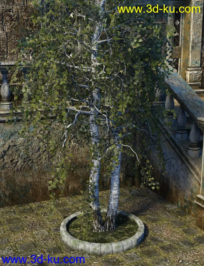 v176 Iray Birch Trees模型的图片8