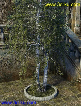 3D打印模型v176 Iray Birch Trees的图片