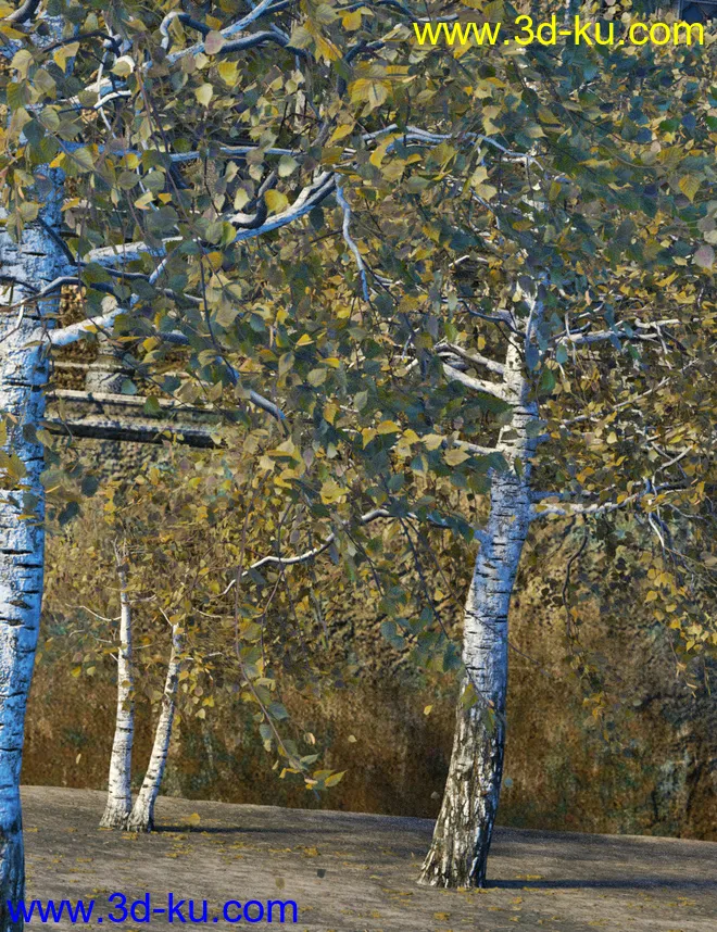 v176 Iray Birch Trees模型的图片9