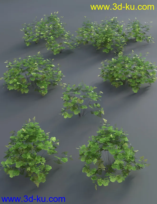 Wild Plants Temperate Ferns Vol 2模型的图片2