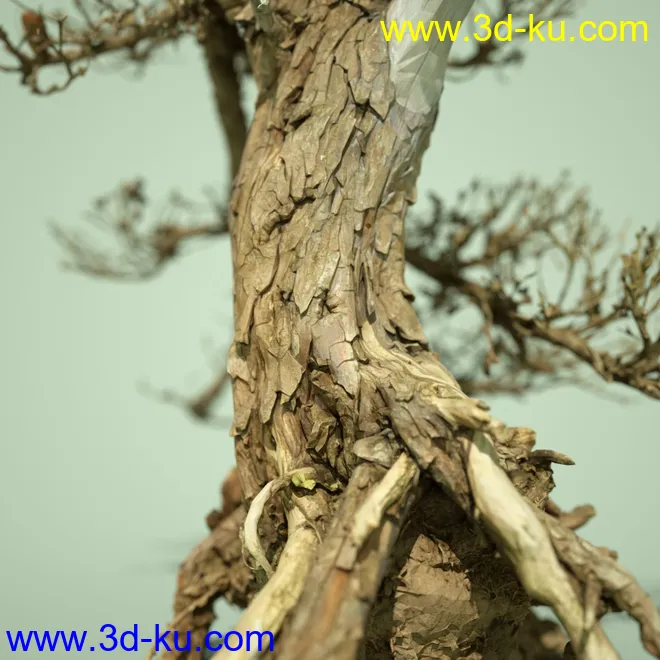 4 Dead Bonsai Trees模型的图片4