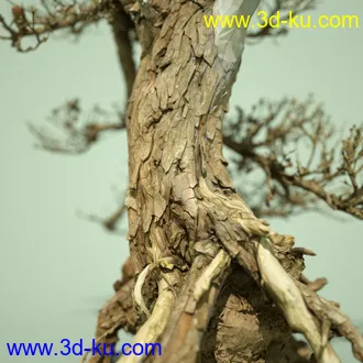 3D打印模型4 Dead Bonsai Trees的图片