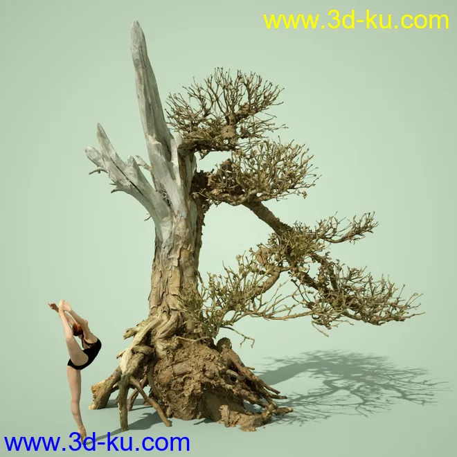 4 Dead Bonsai Trees模型的图片5