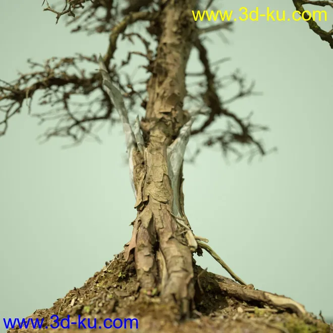 4 Dead Bonsai Trees模型的图片7