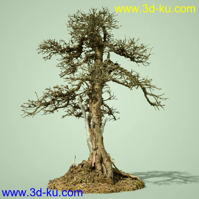 4 Dead Bonsai Trees模型的图片8
