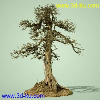 3D打印模型4 Dead Bonsai Trees的图片