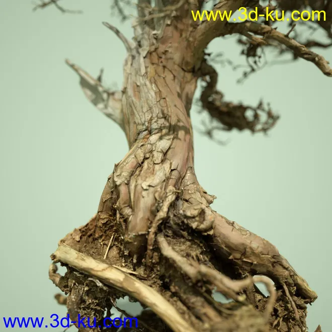 4 Dead Bonsai Trees模型的图片10