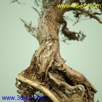 3D打印模型4 Dead Bonsai Trees的图片
