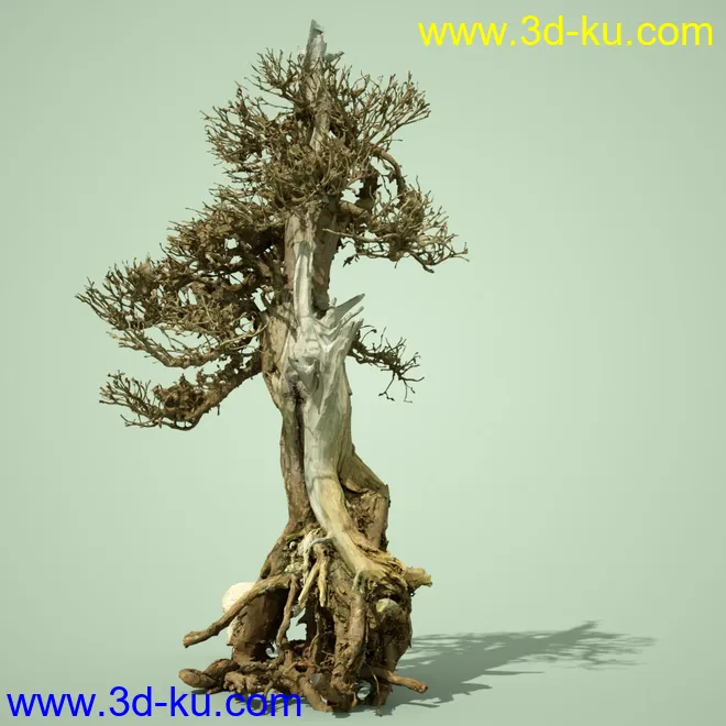 4 Dead Bonsai Trees模型的图片11