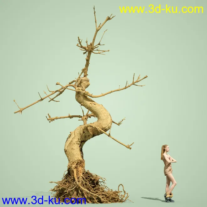 4 Dead Bonsai Trees模型的图片12