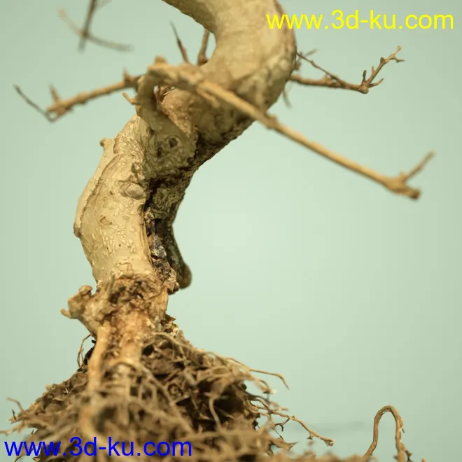 4 Dead Bonsai Trees模型的图片13