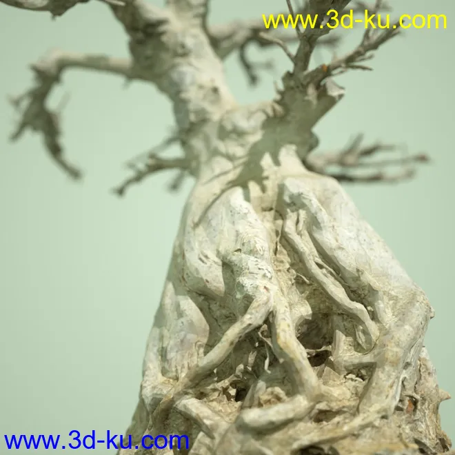 4 Dead Bonsai Trees模型的图片16