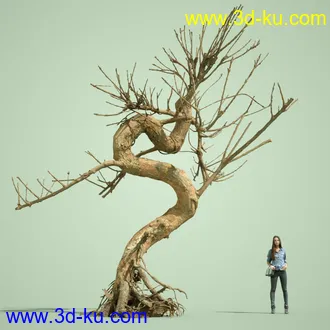 3D打印模型5 Dead Bonsai Trees Volume 2的图片