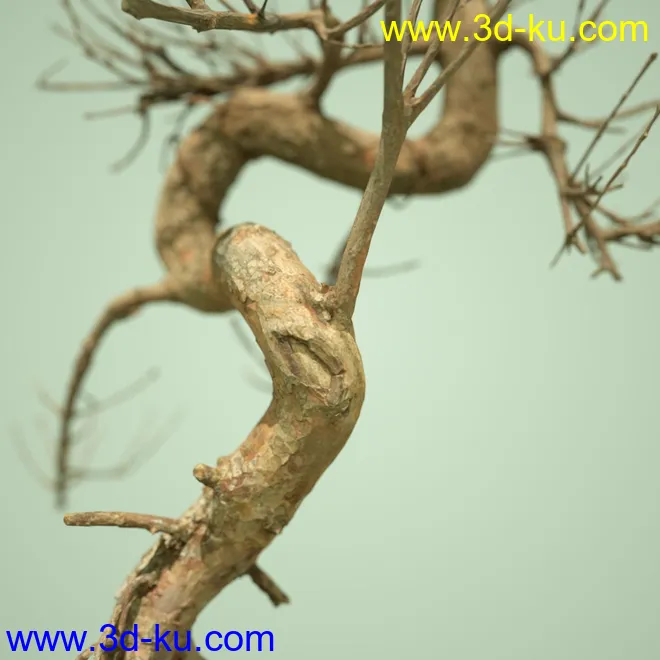 5 Dead Bonsai Trees Volume 2模型的图片3