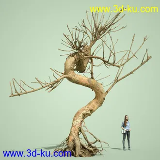 3D打印模型5 Dead Bonsai Trees Volume 2的图片