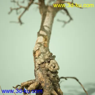 3D打印模型5 Dead Bonsai Trees Volume 2的图片