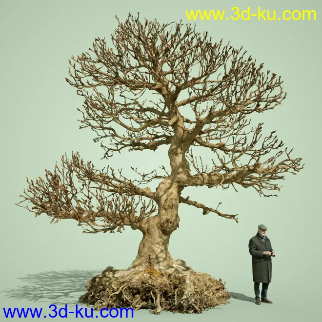 5 Dead Bonsai Trees Volume 2模型的图片7